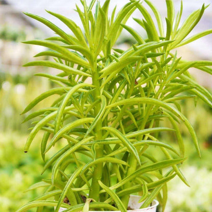 Peperomia Green Bean Live Plant for Indoor | Different Houseplants in 4'' & 6'' Pot | Real House