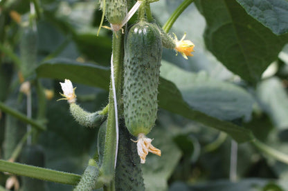Seeds Rare Cucumber Titus F1 45 Days Early Pickling Vegetable for Planting Non GMO