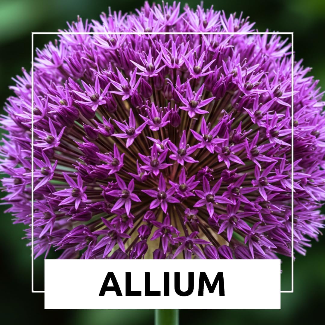 Purple Allium Bulbs for Planting - Easy to Grow Perennial Flowers, Top Size Bulbs, Large Spherical