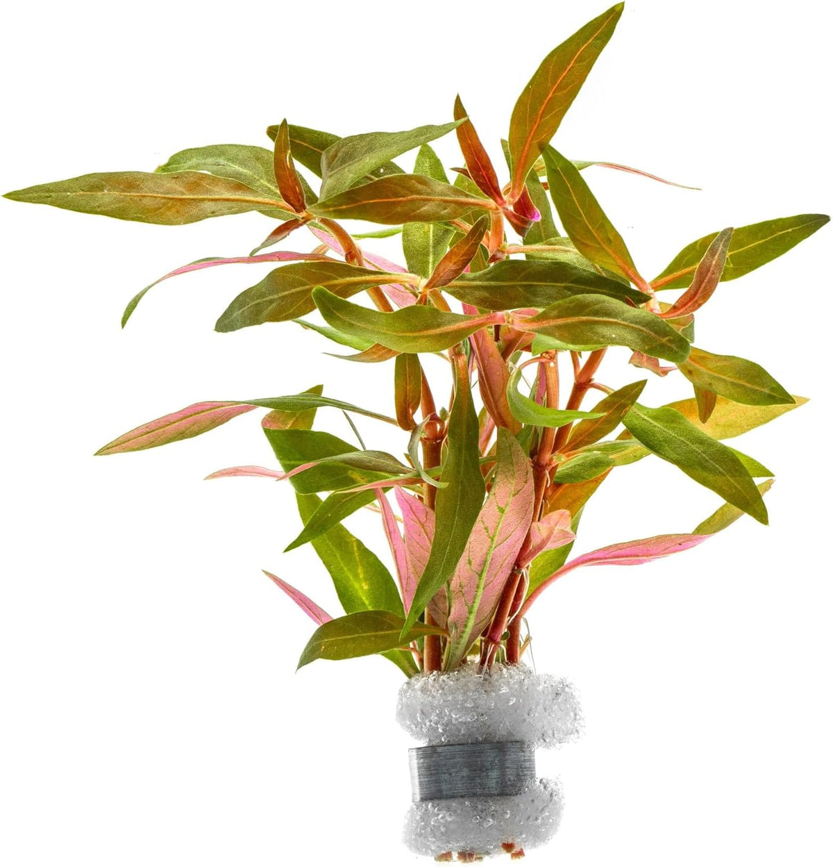 SubstrateSource Live Plants - Alternanthera reineckii ‘Mini’ - Bright Red to Pink Foreground Stem