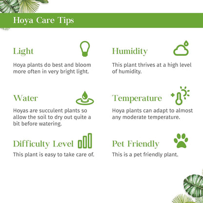 Hoya Sweetheart Variegated Live Plant for Indoor | Different Houseplants in 3'' Pot | Real House