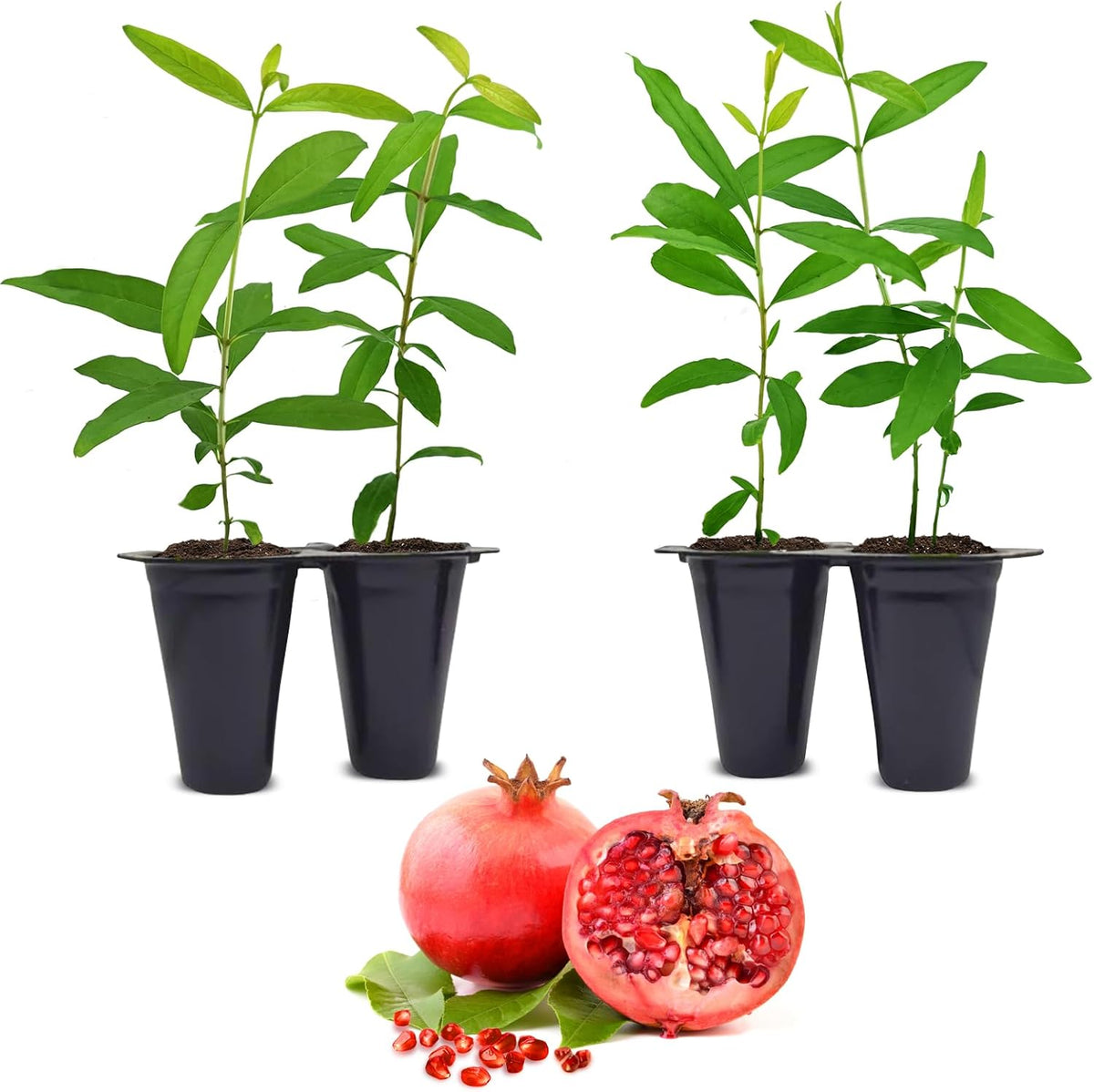 Pomegranate Salavatski Live for Sale (4 Pack) | Easy to Grow Plants | Edible Fruit Plant for