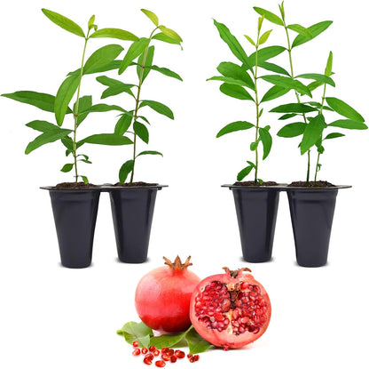 Pomegranate Salavatski Live for Sale (4 Pack) | Easy to Grow Plants | Edible Fruit Plant for