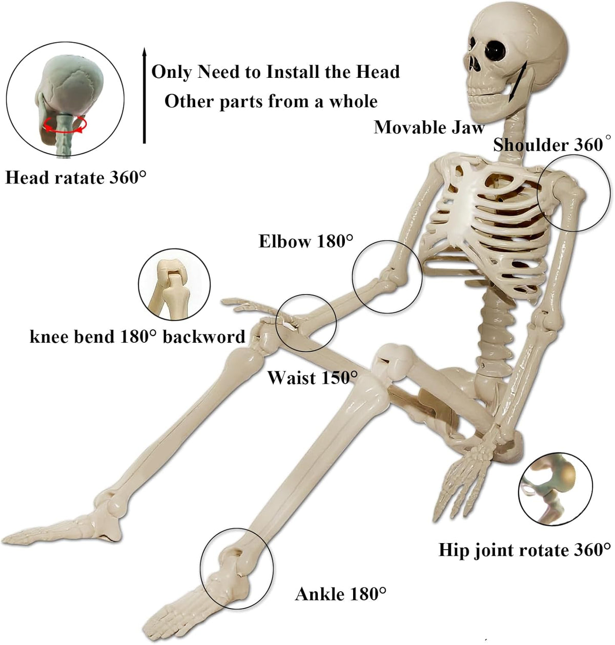 Skeleton Halloween Decorations Outdoor Indoor - 1Pcs 36" 1Pcs 16" Posable Plastic Skeleton,3FT