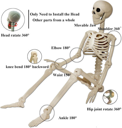 Skeleton Halloween Decorations Outdoor Indoor - 1Pcs 36" 1Pcs 16" Posable Plastic Skeleton,3FT