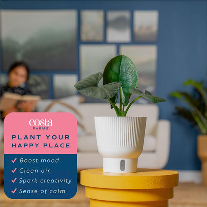 Costa Farms Alocasia Regina Live Plant in Self Watering Pot, Indoor Houseplant, Perfect for Home