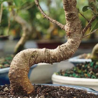 Brussel's Bonsai Live Golden Gate Ficus Indoor Bonsai Tree - Small, 4 Years Old, 5 to 8 In - Live