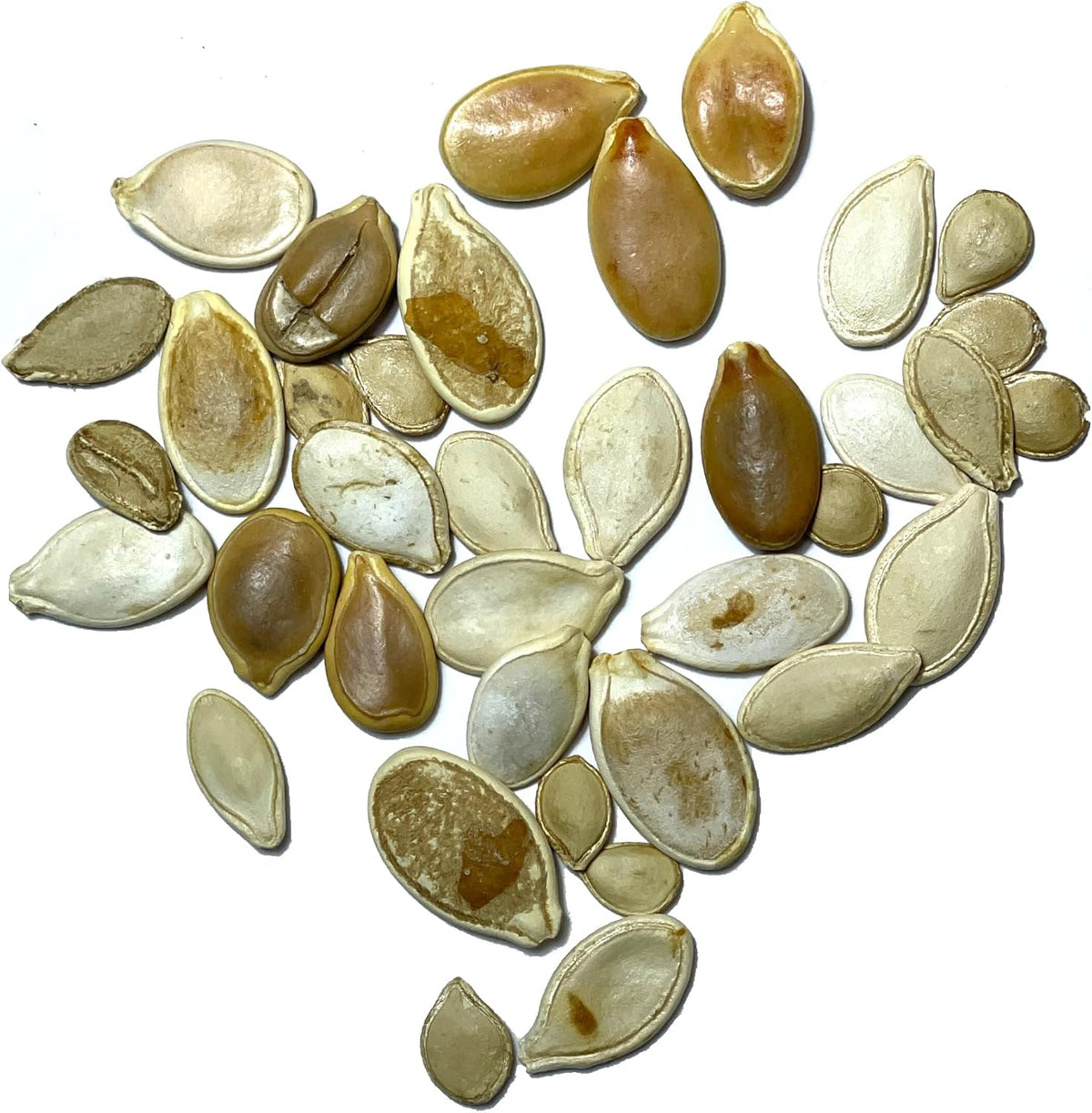 Seed Needs Spooky Blend Pumpkin Seeds - 30 Heirloom Seeds for Planting (Lumina White, Jack O