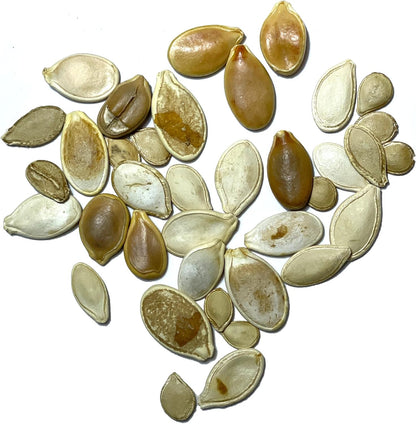 Seed Needs Spooky Blend Pumpkin Seeds - 30 Heirloom Seeds for Planting (Lumina White, Jack O