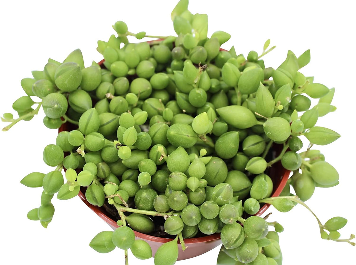 Live Succulent 4" String of Tears, Succulents Plants Live, Succulent Plants Fully Rooted, House