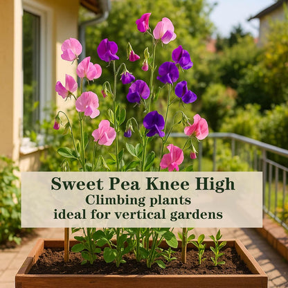 600+ Count Sweet Pea Seeds – Fragrant Flower Seeds, Easy to Grow with High Germination, Colorful
