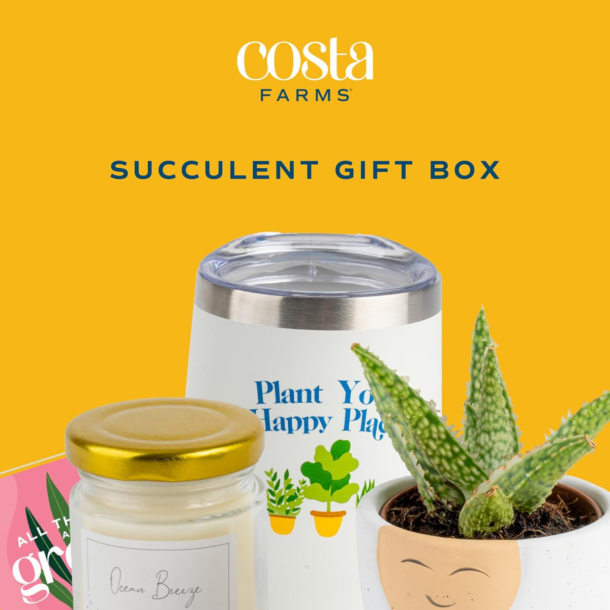 Costa Farms Live Plant Gift Box, Succulent Live Indoor Houseplant, Perfect Birthday and Holiday