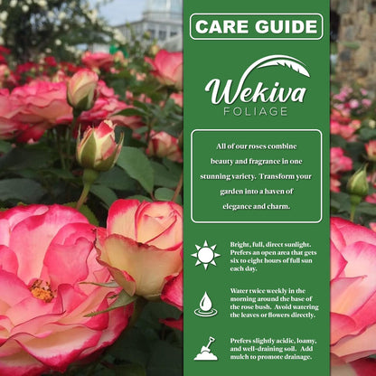 Rose Bush Variety Pack - 3 Live Starter Plants in 2 Inch Pots - Grower's Choice One Each of