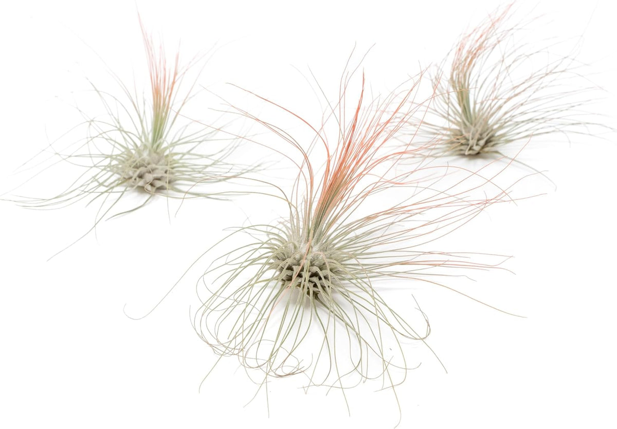Coral Colorful Tillandsia Air Plants - Long Lasting Color Enhanced Live Tillandsia Succulent House