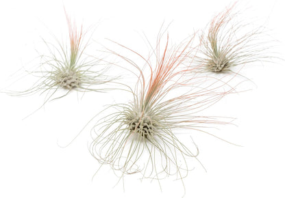 Coral Colorful Tillandsia Air Plants - Long Lasting Color Enhanced Live Tillandsia Succulent House