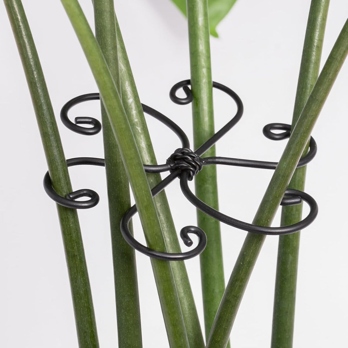 Monstera Plant Support Hook - 4.1x4.1IN 5PCS, Durable Adjustable Stem Support System, Gentle