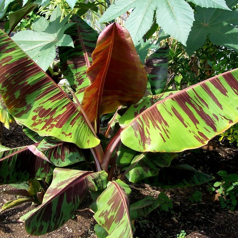 Zebrina Banana Plant Live, 4-6" Tall Well-Rooted for Indoor Tropical Displays, Cold Hardy Banana