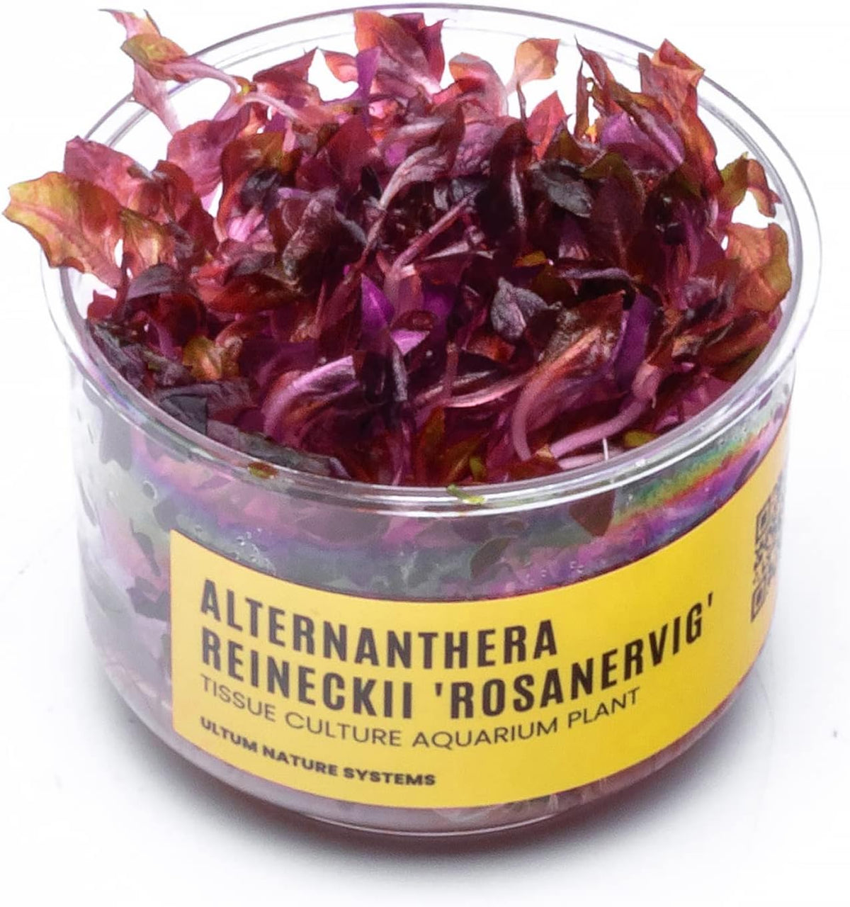 Ultum Nature Systems Alternanthera Reineckii Rosanervig Red Stem Tissue Culture Live Plant for
