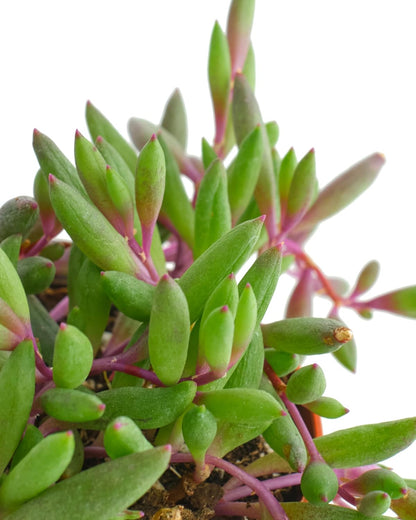 Shop Succulents Ruby Necklace Hanging Succulent, Othonna Capensis, Fully Rooted Live 4" Succulent