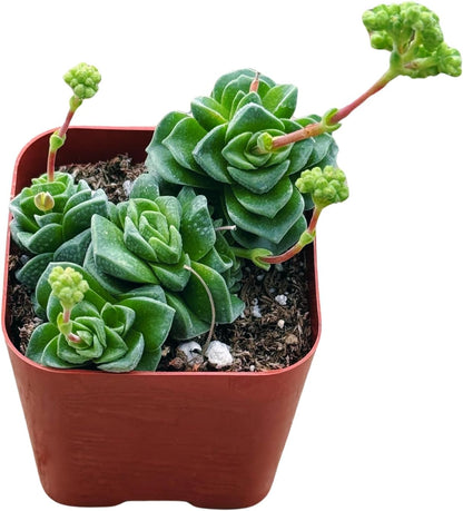 Succulents Plants Live 2inch Live Mini Succulent Plants, Easy Care House Plants Rooted in Succulent