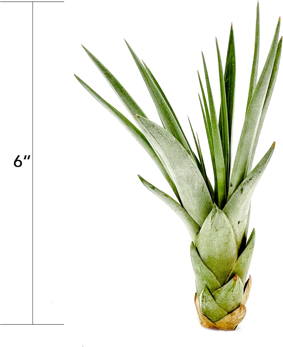 ragnaroc Air Plants - Tillandsia Fasciculata Tricolor, Large 4-6" - 3ct - Live Arrival Guaranteed