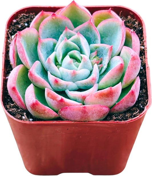 Succulents Plants Live 2inch Live Mini Succulent Plants, Easy Care House Plants Rooted in Succulent
