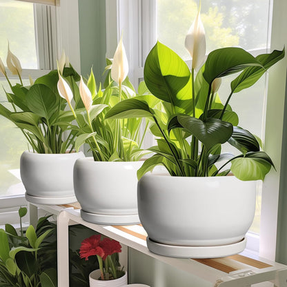 SQOWL Ceramic Flower Pots - 6 Inch Plant Pot Indoor Outdoor, Ceramic Planter with Drainage Hole and
