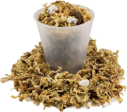 Premium Phalaenopsis Imperial Orchid Potting Mix - Hand Mixed in Small Batches | Great for