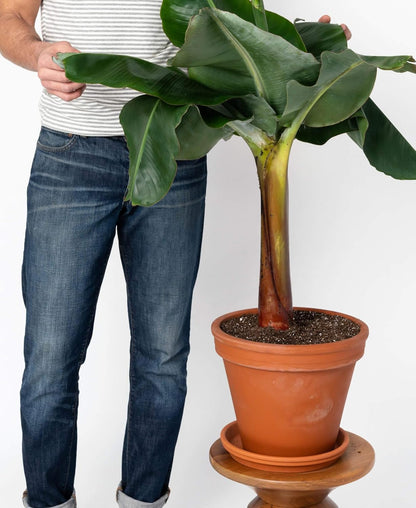 Seeds Ornamental Banana Tree - Tree for Planting - GMO Free