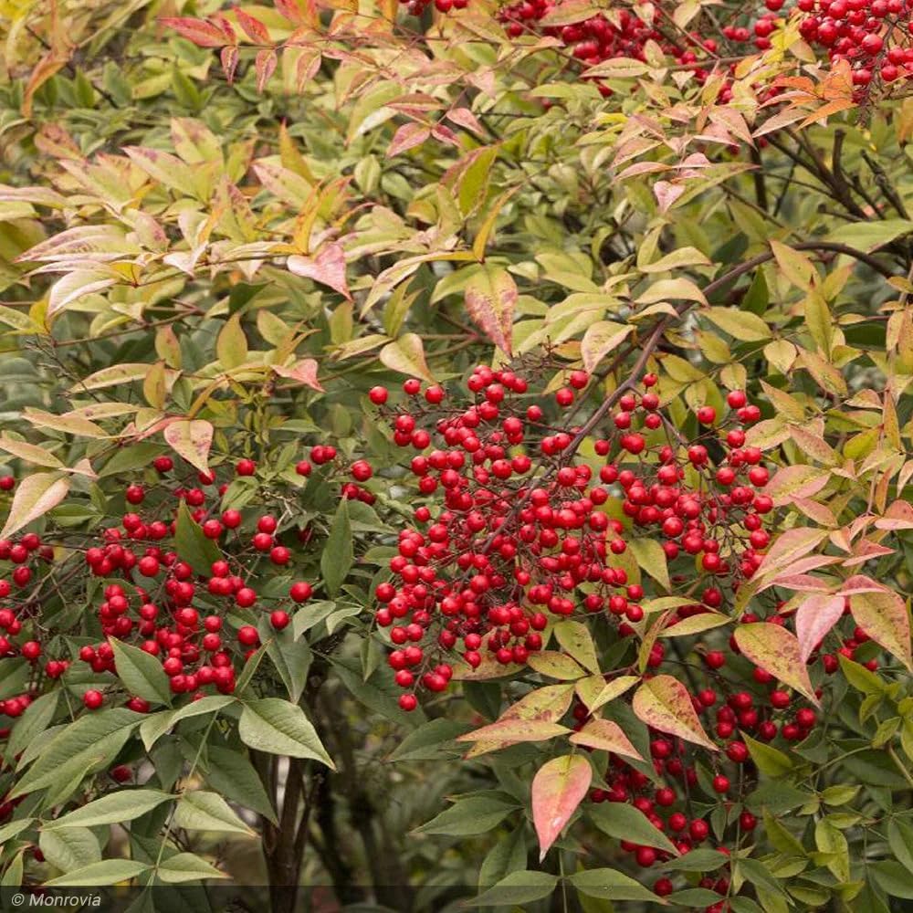 Nandina Gulf Stream - Nandina domestica. Compact Heavenly Bamboo | Year-Round Color | Low