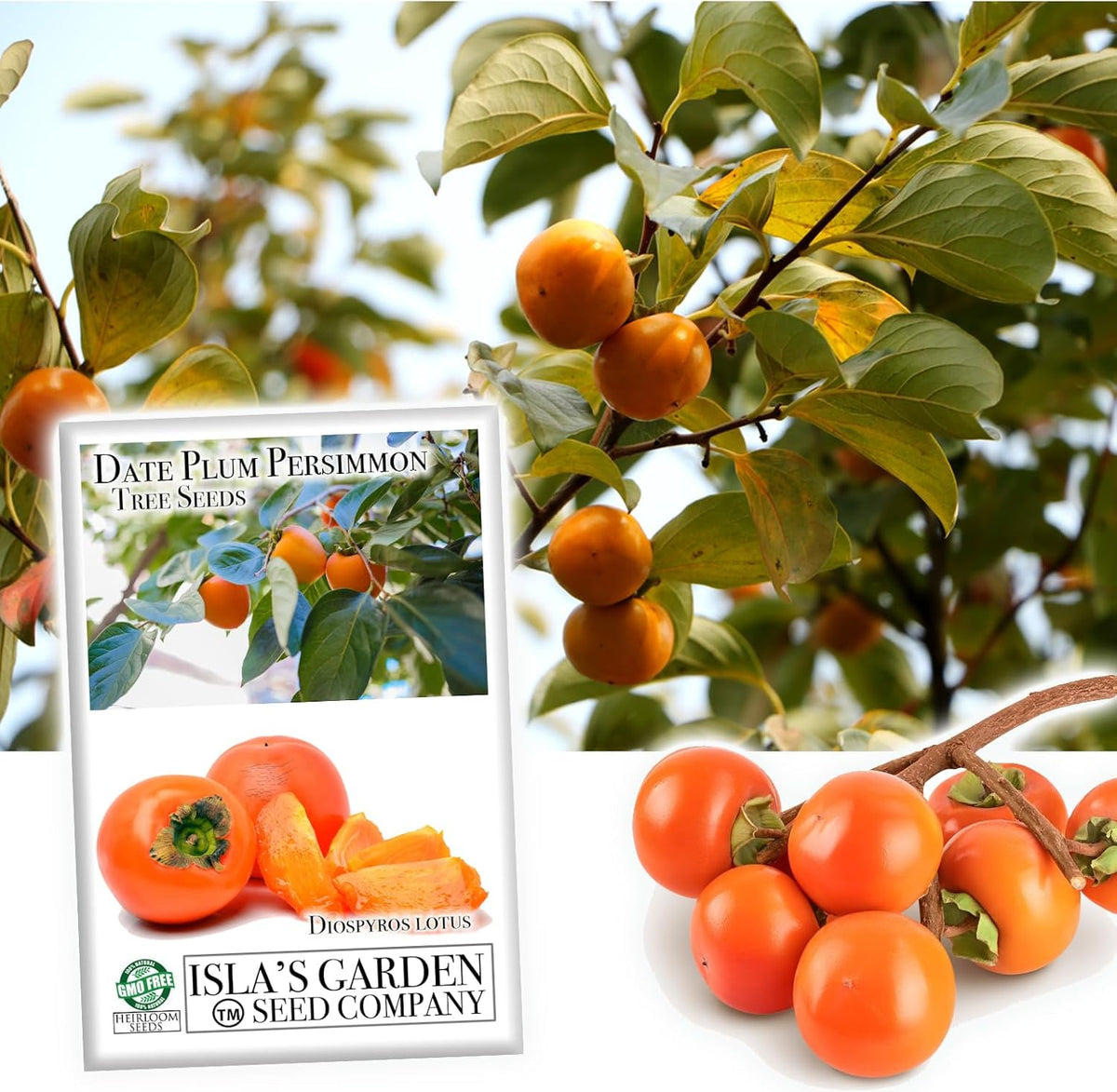 Date Plum Persimmon Tree Seeds (Diospyros Lotus) – 30+ Non-GMO & Heirloom Seeds, Exotic & Rare