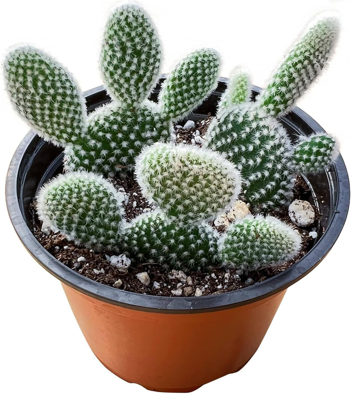 Live Succulents 'Bunny Ear Cactus' (4-inch), Succulent Plants Fully Rooted in Pots with Soil