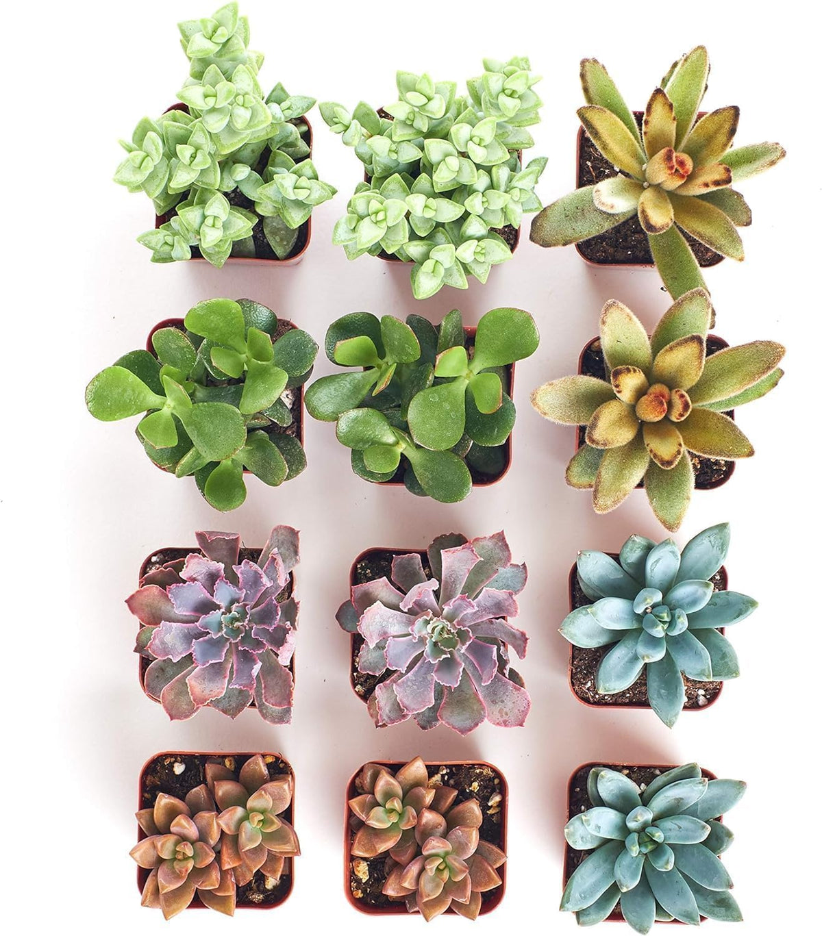 Shop Succulents Assorted Succulent Plant Pack Collection - Live Mini Succulent Plants, Low