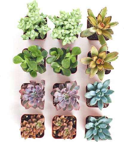 Shop Succulents Assorted Succulent Plant Pack Collection - Live Mini Succulent Plants, Low