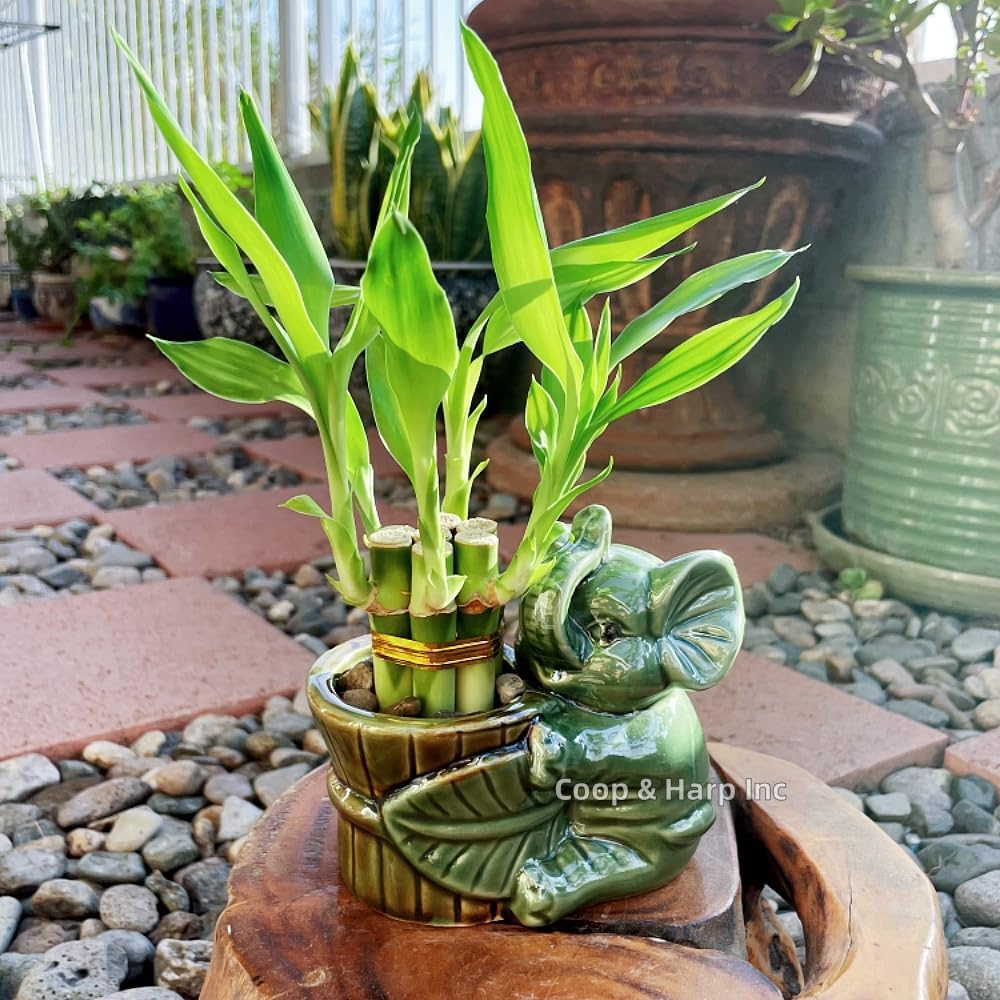 6-Stalk of 4" Small Lucky Bamboo Live Indoor Plant with Ceramic Vase, Live Indoor Lucky Bamboo for
