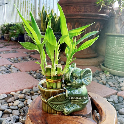 6-Stalk of 4" Small Lucky Bamboo Live Indoor Plant with Ceramic Vase, Live Indoor Lucky Bamboo for