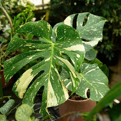 Mix Monstera Plant, Rare Tropical Monstera Well Rooted, Philodendron Indoor Houseplant 4-8 Inches