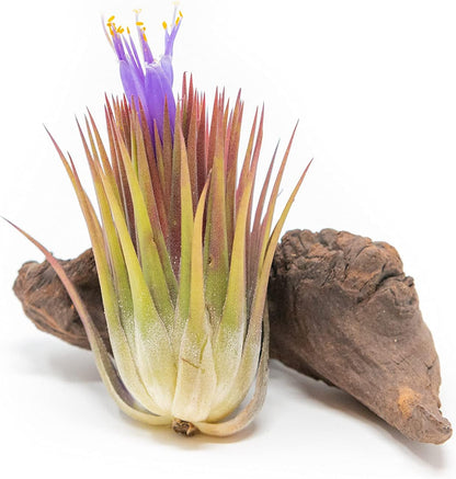 Jumbo Air Plant Ionantha Guatemala 'Macho' - Live Tillandsia Succulent House Plants - Available in
