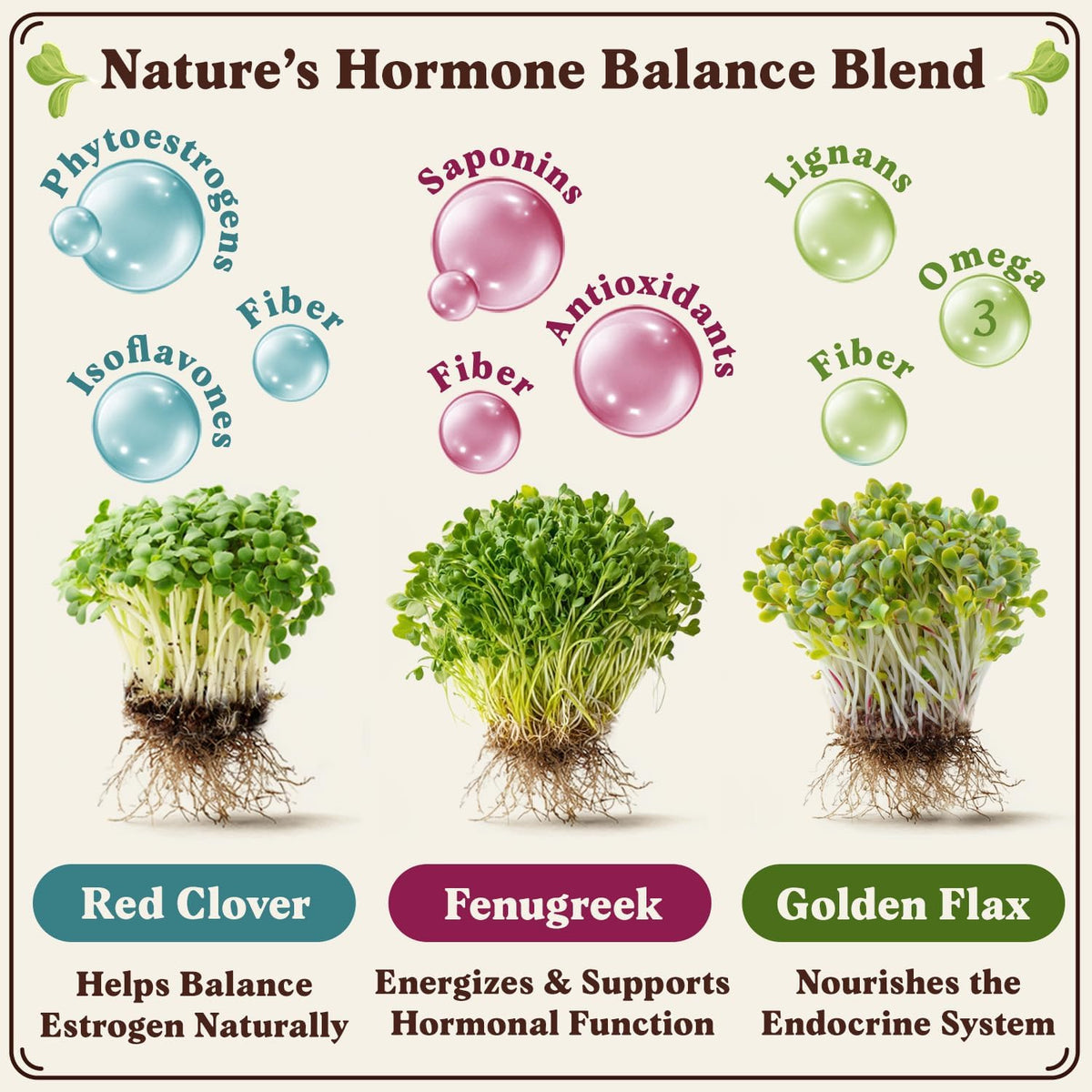 Seedboy Organic Non-GMO Sprouting Seeds, Hormone Balance Blend - USA Grown Microgreens Mix with
