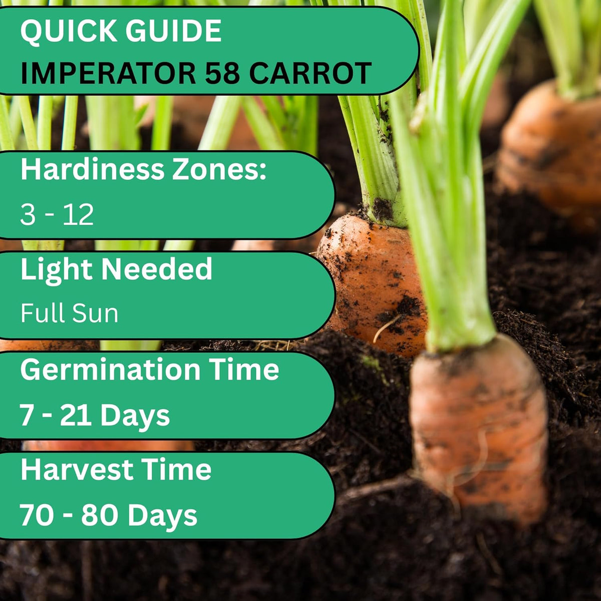 Woods Creek Seeds: Imperator 58 Carrot Seeds for Planting - Over 1,000 Heirloom Carrot Seed Pack