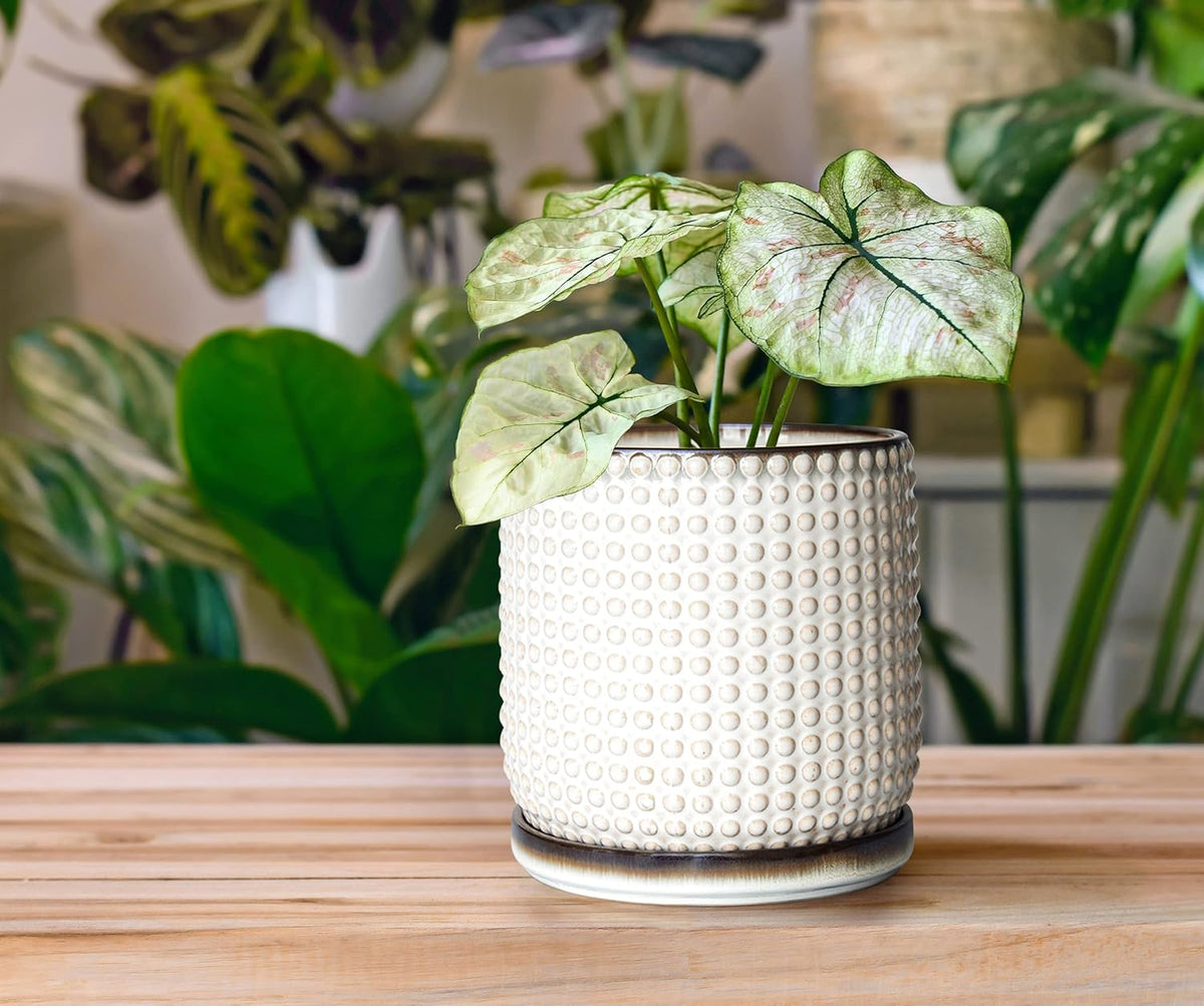 D'vine Dev Set of 2 Ceramic Plants Pots, 6 Inch Beaded Stoneware Flower Pot for Plants with