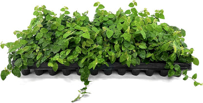 Creeping Fig Vine | 10 Live Plants | Ficus Pumila | Fast-Growing Ground Cover | Evergreen Climbing