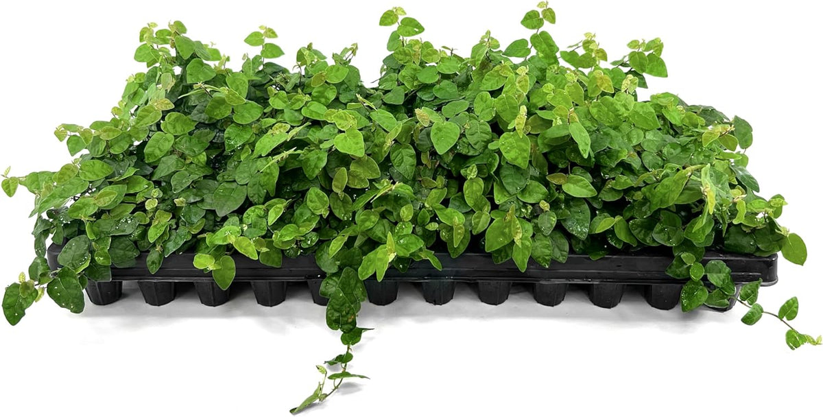 Creeping Fig Vine | 20 Live Plants | Ficus Pumila | Fast-Growing Ground Cover | Evergreen Climbing