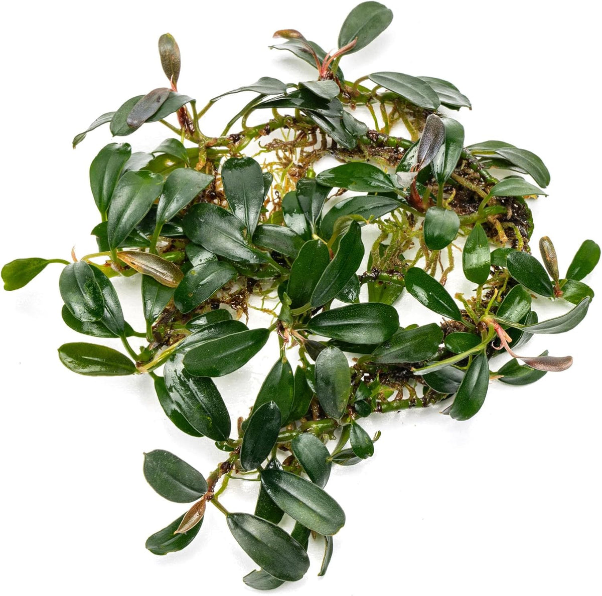 SubstrateSource Bucephalandra Brownie Phoenix Live Aquarium Plant - Natural Freshwater Fish Tank