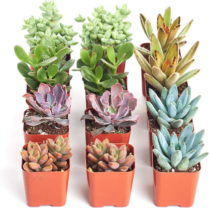 Shop Succulents Assorted Succulent Plant Pack Collection - Live Mini Succulent Plants, Low