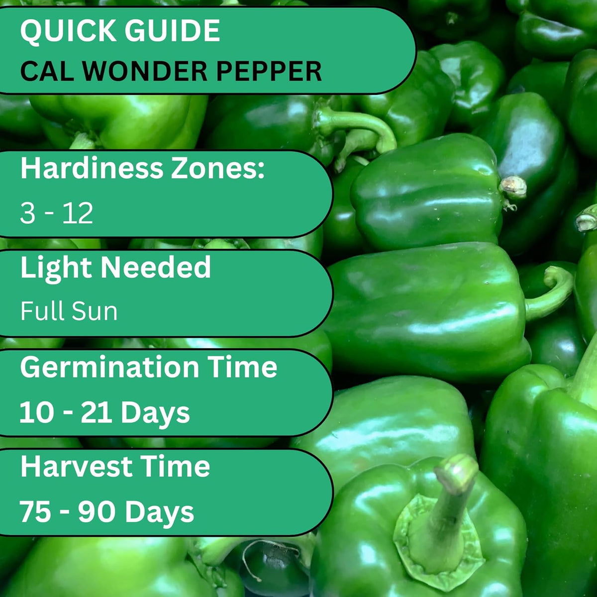 Woods Creek Seeds: Cal Wonder 300 TMR Sweet Pepper Seeds for Planting - Over 250 Heirloom Non-GMO