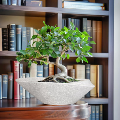Bonsai Tree Pot - 12 Inch Ceramic Planter with Drainage Hole, Modern Succulent Pots for Indoor &