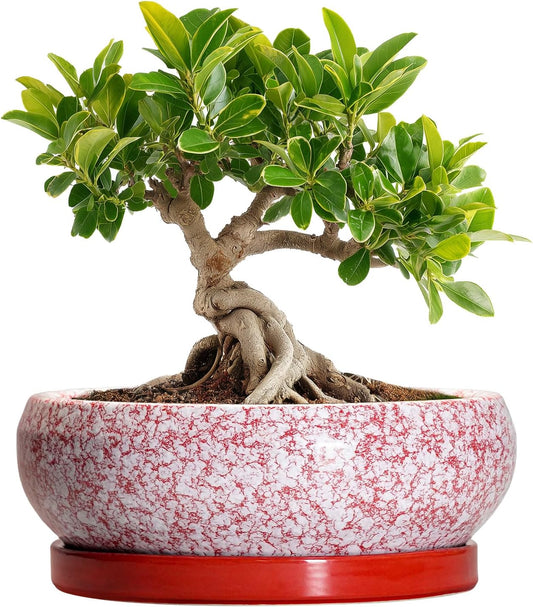 Bonsai Pots Small - 6 Inch Ceramic Succulent Pots with Drainage Hole and Ceramic Saucer, Succulent
