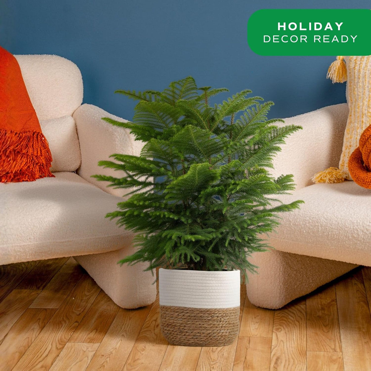 Costa Farms Norfolk Island Pine Live Christmas Tree, House Plant in Decorative Holiday Pot, Easy to