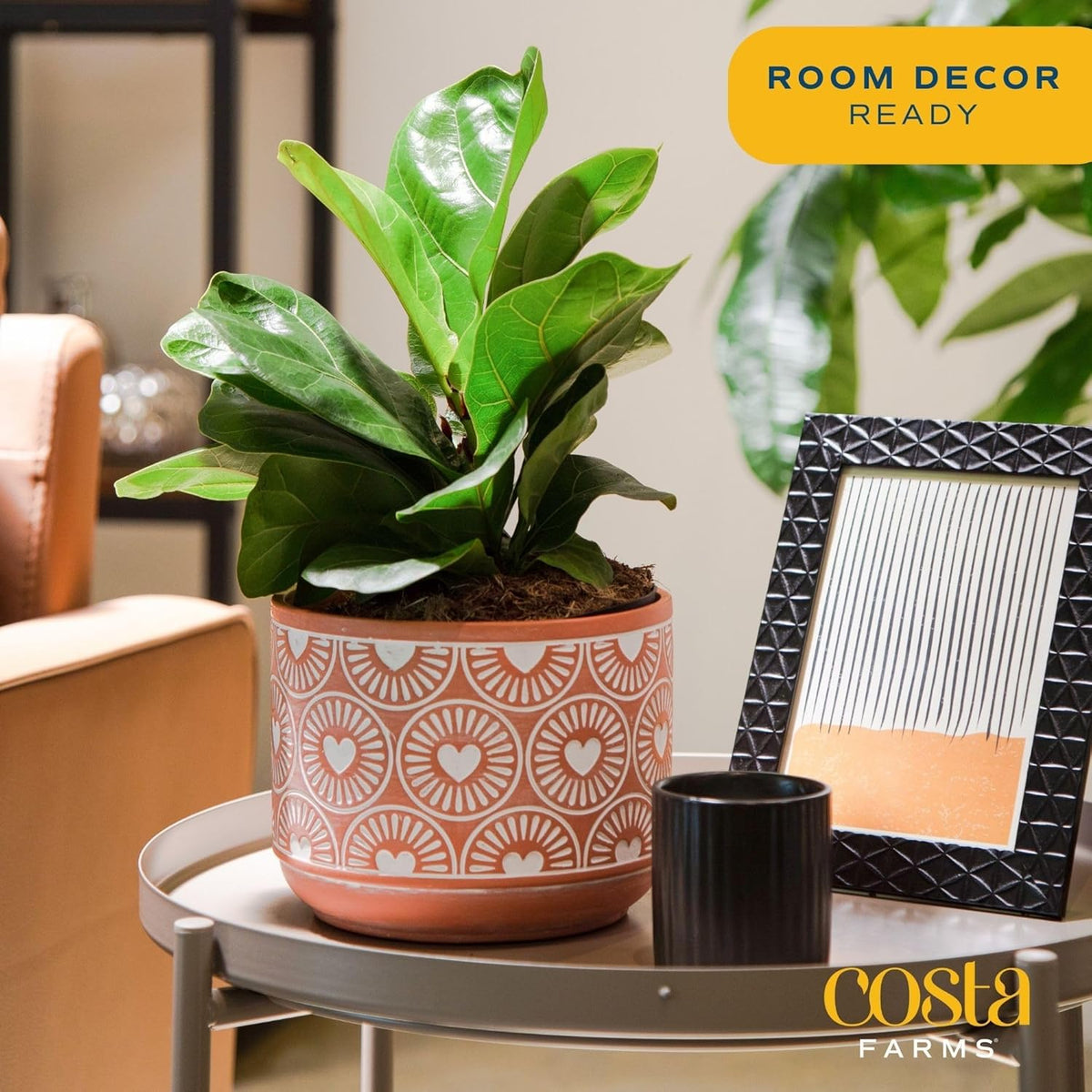 Costa Farms Fiddle Leaf Fig Tree Live Plant, Little Ficus Indoor Plant in Modern Decor Planter